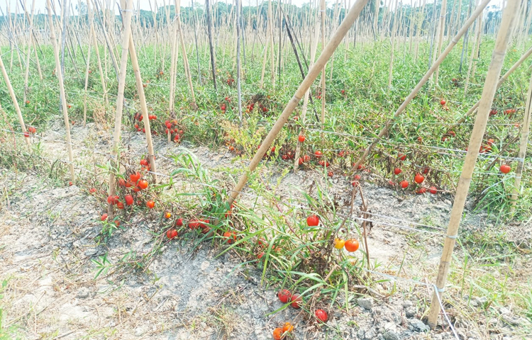 স্থানীয়রা বলছেন, গরমের কারণে জমিতে পচে যাচ্ছে টমেটো। এ ছাড়া দরপতনের কারণেও টমেটো তুলতে আগ্রহ হারিয়েছেন তারা। এক মণ টমেটো বিক্রি করে যে টাকা পাওয়া যায়, তার চেয়ে বেশি খরচ হচ্ছে বাজারজাত করতে। এতে লোকসান গুনতে হচ্ছে তাদের। এম মাঈন উদ্দিন