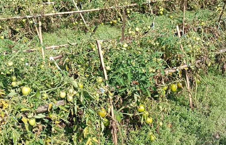 চারাগুলো উপজেলা কৃষি অফিসের সহায়তায় সংগ্রহ করেন। চারা রোপণের ৪৫ দিন অতিবাহিত হওয়ার আগেই গাছে ফুল ও ফল আসায় বেশ উৎফুল্ল তিনি। ছবি: আব্দুর রহমান আরমান