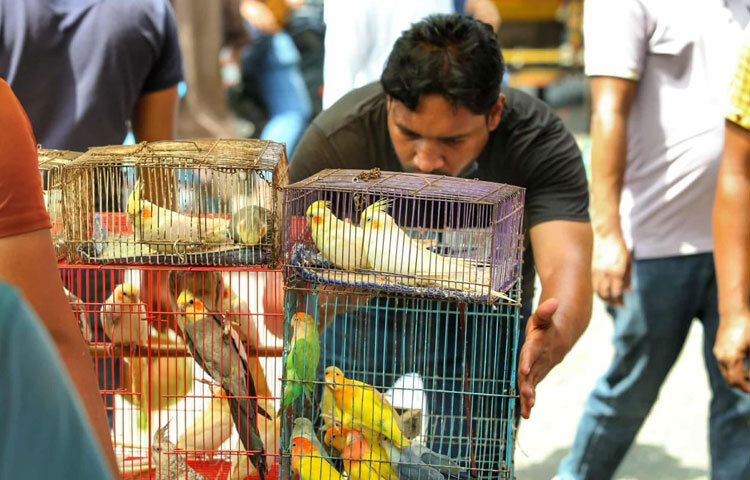 এ হাটের মূল আকর্ষণ কবুতর ও নানা প্রজাতির রঙিন পাখি। শখের কবুতরপ্রেমীরা দূর-দূরান্ত থেকে এসে নিজের পছন্দের জাত বেছে নেন। কেউ খোঁজেন দামি রেসিং কবুতর, আবার কেউ শুধু শখের বসে ঘরের ছাদে উড়ানোর জন্য সাধারণ জাতের কবুতর কিনতে চান।