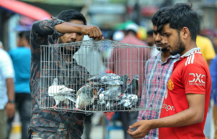 এ হাটের আসল রঙ আসে দরদামের কৌশলে। একজন ক্রেতা যখন প্রিয় পাখিটি হাতে নিয়ে দাম ঠিক করার চেষ্টা করেন, তখন বোঝা যায় শখের দাম কতটা। বিক্রেতারা শুধু লাভের জন্য আসেন না; অনেক সময় দেখা যায়, নিজের যত্নে বড় করা পাখিটি অন্যের হাতে তুলে দেওয়ার আগে তারা নিশ্চিত হন সঠিক যত্ন পাবে কি না। এতে তৈরি হয় এক ধরনের সম্পর্ক, যা টাকার চেয়ে অনেক বেশি মূল্যবান।