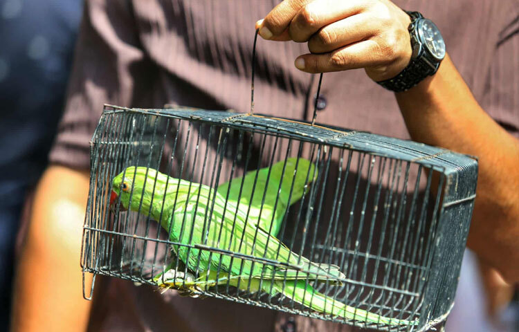 দরদামের আলাপ, পাখির রঙ-বর্ণ, প্রজাতি এবং যত্নের কৌশল নিয়ে প্রাণবন্ত আলোচনা চলে।