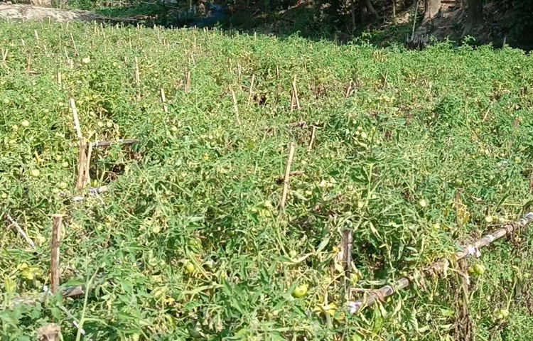 ফিরোজ মিয়া পরীক্ষামূলকভাবে প্রথমবারের মতো ১ বিঘা জমিতে মালচিং পদ্ধতিতে সামার টমেটো চাষ করে অভাবনীয় সাফল্য পেয়েছেন। ছবি: আব্দুর রহমান আরমান