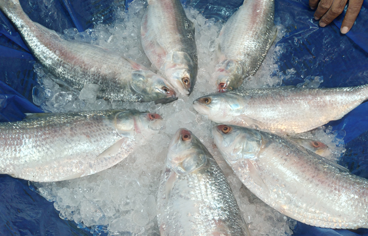 ভারতে রপ্তানির খবরে ঢাকার বাজারে ইলিশের দাম কেজিতে বেড়েছে ২০০ টাকা। চলতি মৌসুমের শুরু থেকেই ইলিশের দাম ছিল চড়া। এরমধ্যে নতুন করে দাম বাড়ার ফলে মধ্যবিত্ত ও নিম্নবিত্তের নাগালের বাইরে চলে গেছে জাতীয় মাছ ইলিশ। ছবি: জাগো নিউজ