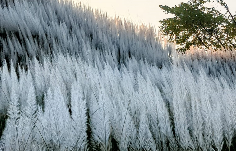 শরৎ শেষ হতে আর কয়েকদিন বাকি। এর মধ্যে কাশফুলের শুভ্রতায় মুগ্ধতা খুঁজছেন গাজীপুরের কালীগঞ্জ উপজেলার অনেকেই। বেলা বাড়লেই সেখানে লোক সমাগম বেড়ে যায়। ছবি: আব্দুর রহমান আরমান