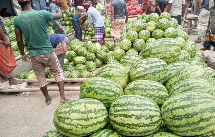 খুলনায় এক হাত বদলেই ৩০০ টাকার তরমুজ হয়ে যাচ্ছে হাজার টাকা। ছবি: আলমগীর হান্নান