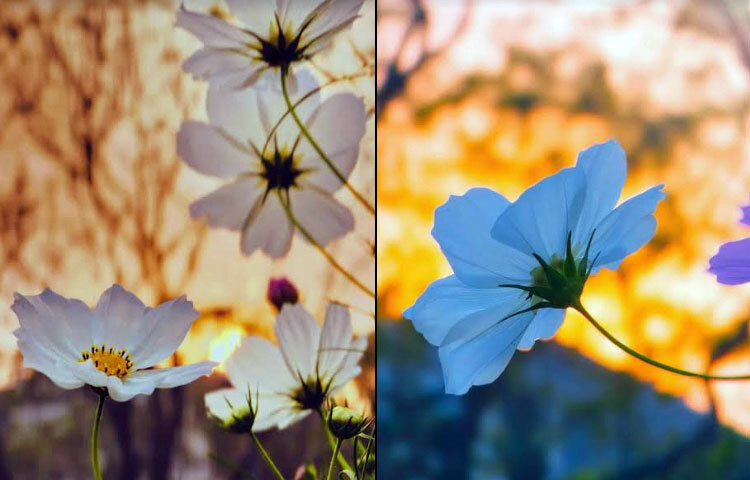 সারাবছরই নানা প্রজাতির ফুলে সুশোভিত থাকে এই বিশ্ববিদ্যালয় ক্যাম্পাস। শীতকালে এ সৌন্দর্য বহুগুণ বেড়ে যায়। বসন্ত এলে সেই সৌন্দর্য পায় নতুন মাত্রা। ক্যাম্পাসের বিভিন্ন অফিস ও রাস্তার পাশে প্রশাসনের উদ্যোগে গড়ে তোলা হয়েছে বিচিত্র ধরনের ফুলের বাগান। ছবি: আল ইসলাম অপু