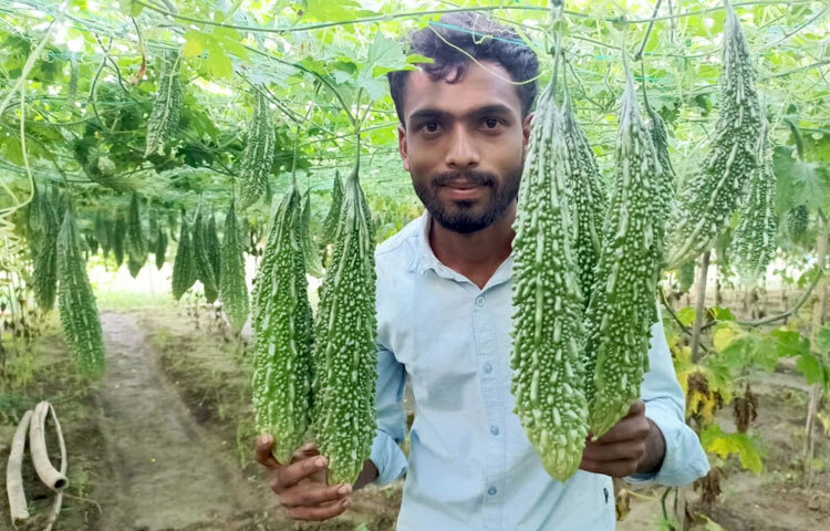 আগাম চাষের খরচ ও ফলন কেমন হয়? এমন প্রশ্নের জবাবে জিসান বলেন, ‘আগাম চাষে সাধারণত ফলন কিছুটা কম হয়। আর খরচও তুলনামূলক বেশি; কারণ রোগের আক্রমণ বেশি হয় এবং সফলভাবে চাষ করার জন্য কিছু নির্দিষ্ট পদ্ধতি ব্যবহার করতে হয়। তবে লাভের বিষয়টি আলাদা। আগাম সবজি বাজারে সাধারণত অনেক দামে বিক্রি হয়। যদি ফলন ভালো হয় এবং বাজারে চাহিদা থাকে, তাহলে লাভও বেশি হয়। অর্থাৎ লাভের পরিমাণ মূলত ফলন এবং বাজারের চাহিদার ওপর নির্ভর করে।’