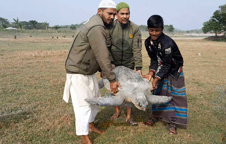 আজ সকাল সাড়ে ৯টায় ভোলার মনপুরা উপজেলার ঈশ্বরগঞ্জ গ্রামের পূর্ব দিকের মেঘনা নদী সংলগ্ন এলাকা থেকে ৫৫ কেজি ওজনের একটি বিশাল আকারের বিরল প্রজাতির কাছিম উদ্ধার করেছে বন বিভাগ। ছবি: জুয়েল সাহা বিকাশ
