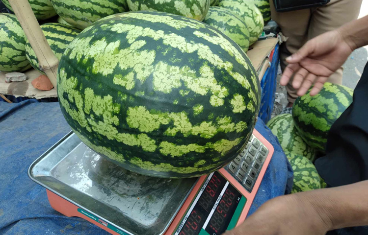 খেজুরের মতো বেড়েছে তরমুজের দামও। বছরের অন্যান্য সময় তরমুজ ৫০-৫৫ টাকায় বিক্রি হলেও এখন প্রতিকেজি বিক্রি হচ্ছে ৮০টাকা করে। ছবি: নাজমুল হোসাইন বাপ্পী