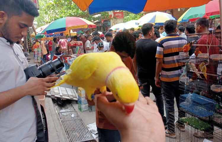 মেহেদী হাসান শুভ জানান, প্রতিদিন দোকান খোলা থাকলেও সাপ্তাহিক ঢাকার কোনো পাখির হাট বা মেলায় তিনি পাখি নিয়ে যান। দোকানের তুলনায় হাট বা মেলায় বিক্রি বেশি হয়। কারণ সেখানে পাইকারি ও খুচরা দুই ধরনের ক্রেতাই আসেন।