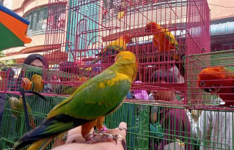 He sells 30-40 thousand taka per pair of sunconure birds. He sells not only big birds but also baby birds. Some birds cost up to lakhs of taka. In total, he currently has birds worth around 1 million taka in his shop.