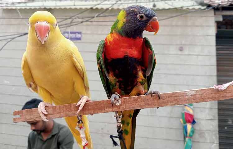 ‎শুধু দোকান বা হাটেই সীমাবদ্ধ নন শুভ। সময়ের সঙ্গে তাল মিলিয়ে অনলাইনেও পাখি বিক্রি করছেন। সামাজিক যোগাযোগমাধ্যমে দেশের বিভিন্ন প্রান্ত থেকে ক্রেতারা তার সঙ্গে যোগাযোগ করেন। অনলাইন বিক্রির ফলে তার ব্যবসার পরিধিও বিস্তৃত হয়েছে। ‎ব্যবসার আয়-ব্যয় প্রসঙ্গে শুভ বলেন, ‘মাসে গড়ে ২-৩ লাখ টাকার পাখি বিক্রি হয়। তবে পাখির খাবার, খাঁচা, চিকিৎসা, দোকান ভাড়া ও অন্যান্য খরচ বাদ দিয়ে মাসে ভালোই লাভ থাকে।’