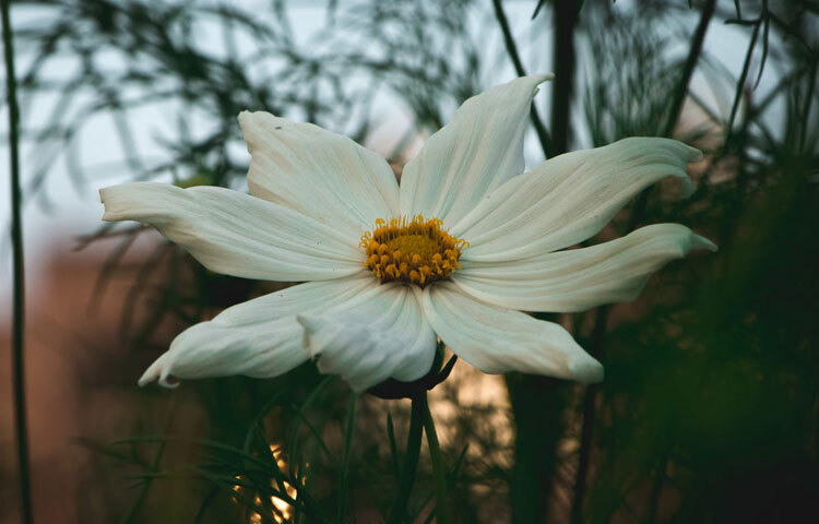 ঢাকা শহরের বিভিন্ন প্রতিষ্ঠানের আঙিনায় এমনকি অনেকের বাগানেও মাথা তুলতে দেখা যায় লিকলিকে সবুজ এই গাছ। নানা রঙের ফুল ফোটে এতে। হলুদ, কমলা, চকোলেট, হালকা-গাঢ় গোলাপি এবং সাদা রঙের কসমস দেখতে খুবই ভালো লাগে। ছবি: গোলাম মাওলা মুরাদ