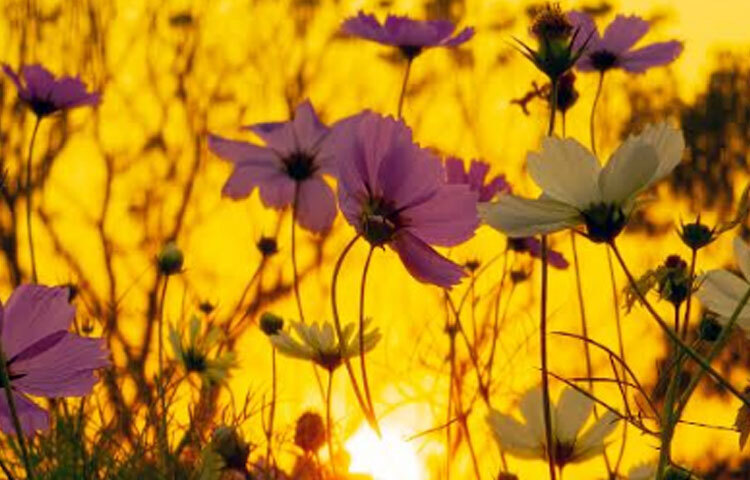 লাল, নীল, হলুদ রঙের ফুলের সৌন্দর্য্যে যেন স্বর্গীয় রূপ ধারণ করেছে জাবি ক্যাম্পাস। শীতকালে এই বাহারি রং-রূপের ফুলটির বিস্তার শুরু হয়। বিশ্ববিদ্যালয়ের বিভিন্ন হল, অনুষদ, অফিসের প্রাঙ্গণে দেখতে পাওয়া যায় এই ফুল গাছ। ছবি: আল ইসলাম অপু