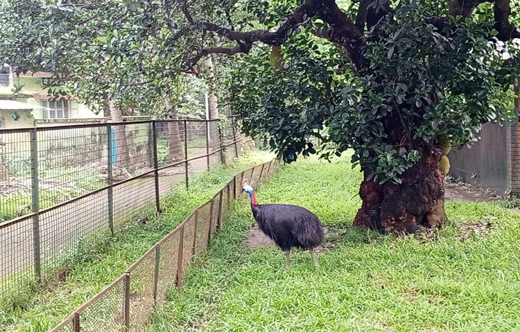 চিড়িয়াখানা কর্তৃপক্ষ জানায়, ঈদের দিন চিড়িয়াখানা যথারীতি খোলা থাকবে। ঈদের পরবর্তী তিন দিন ৮, ৯ ও ১০ জুন দর্শনার্থীর সংখ্যা সবচেয়ে বেশি হওয়ার সম্ভাবনা রয়েছে। প্রতি বছর ঈদের পরদিন থেকে অন্তত ৩ থেকে ৪ লাখ দর্শনার্থীর আগমন ঘটে এই সময়টাতে।