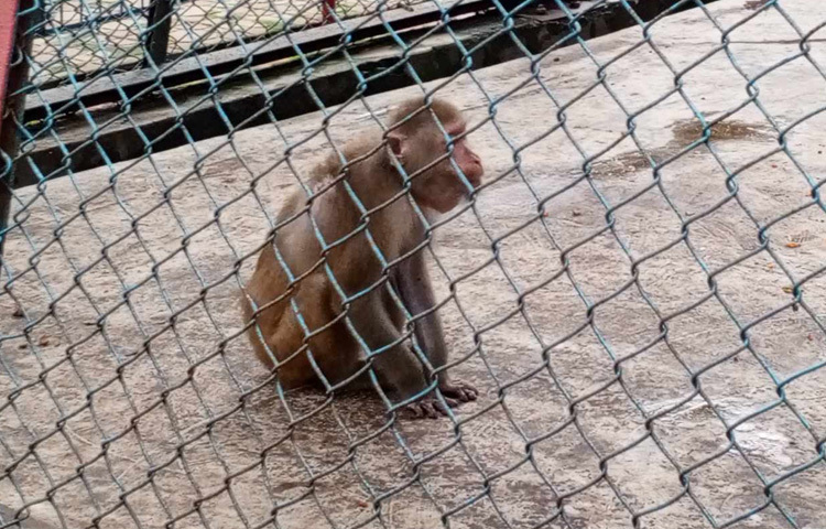 তিনি বলেন, ‘ঈদের সময় দর্শনার্থীর চাপের কথা বিবেচনায় রেখে আমাদের প্রস্তুতি চূড়ান্ত। তবে এবারে যেহেতু টানা ছুটি, তাই দর্শনার্থীরা দিনে ভাগ হয়ে আসবেন বলে আমরা ভাবছি। খুব বেশি চাপ হয়তো একদিনে হবে না।’