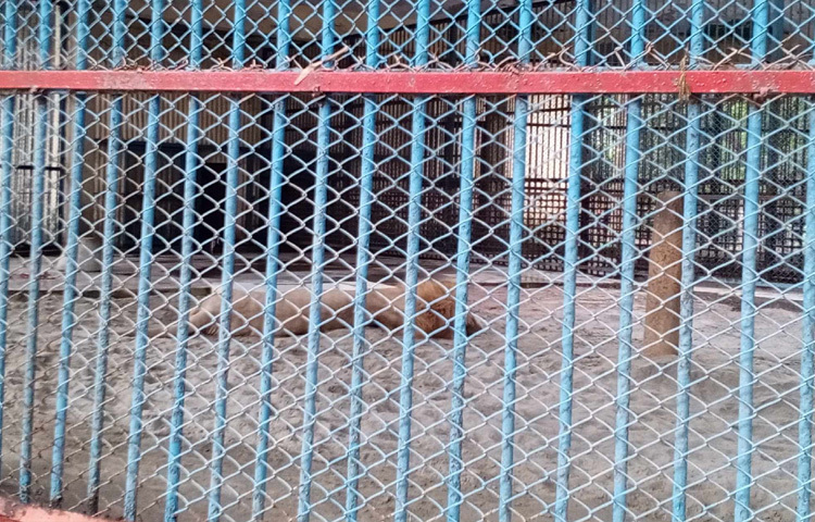 পরিচালক বলেন, ‘আমাদের নিরাপত্তা ব্যবস্থাও জোরদার করা হয়েছে। নিজস্ব নিরাপত্তাকর্মীদের পাশাপাশি পুলিশ সদস্যরাও দায়িত্ব পালন করবেন। যদি বৃষ্টি হয়, তাহলে দর্শনার্থীরা ১৮টি নির্ধারিত ছাউনির নিচে আশ্রয় নিতে পারবেন। আবার যদি গরম পড়ে, সেক্ষেত্রে পর্যাপ্ত পানির ব্যবস্থাও থাকবে।