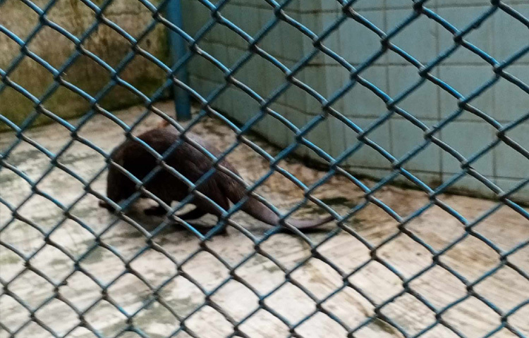 প্রতিবছরের মতো এবারও দর্শনার্থীর ঢল নামবে এমন প্রত্যাশাই করছেন সংশ্লিষ্টরা। তবে আবহাওয়া ও ছুটির দৈর্ঘ্য সামগ্রিক ভিড়ে কীভাবে প্রভাব ফেলবে, তা দেখা যাবে ঈদের পরের দিনগুলোতেই।