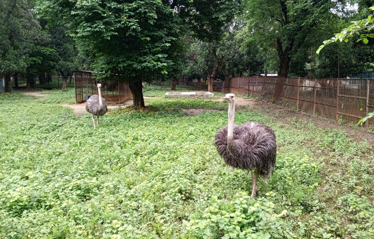ভিড় সামলাতে এবার স্থায়ী টিকেট কাউন্টারের বাইরে অস্থায়ী টিকেট বিক্রয় কেন্দ্রও রাখা হবে। সকাল ৯টা থেকে সন্ধ্যা ৬টা পর্যন্ত খোলা থাকবে চিড়িয়াখানা। মাত্র ৫০ টাকার টিকিটেই দর্শনার্থীরা দিনভর প্রাণিজগতের নানা বৈচিত্র্য উপভোগ করতে পারবেন।