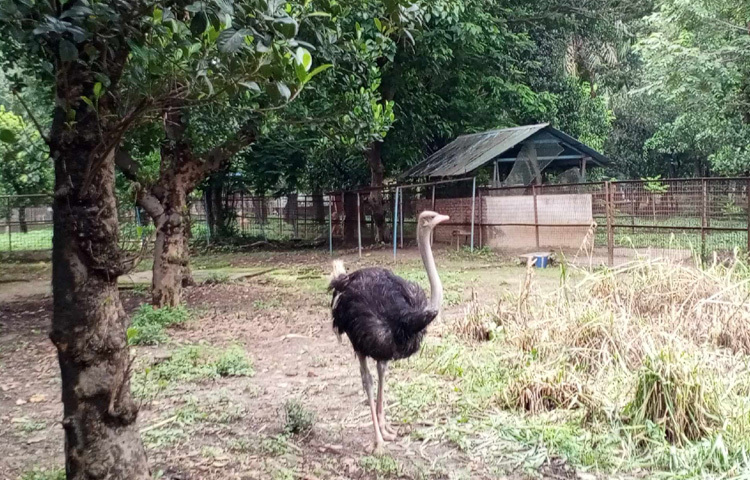 চিড়িয়াখানা ঘুরে দেখা গেছে, পরিচ্ছন্নতার কাজ চলছে পুরোদমে।