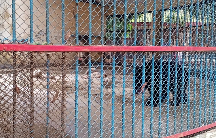 বিভিন্ন খাঁচা, করিডোর, সড়ক ও বাগান পরিষ্কার করা হচ্ছে। একই সঙ্গে রঙ-তুলিতে কিছু অংশে দেওয়া হচ্ছে নতুন সাজ।