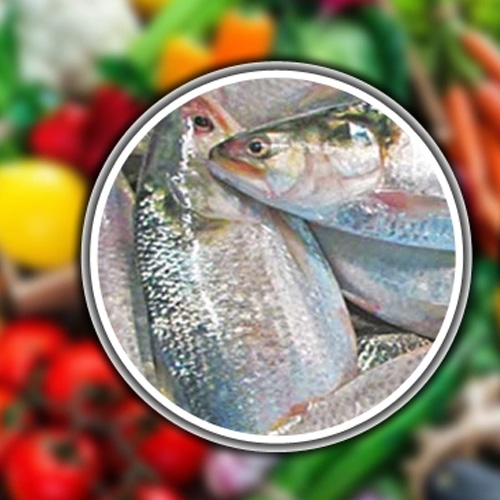 কাঁচা মরিচের কড়া ঝাল, কমেছে ইলিশের দাম