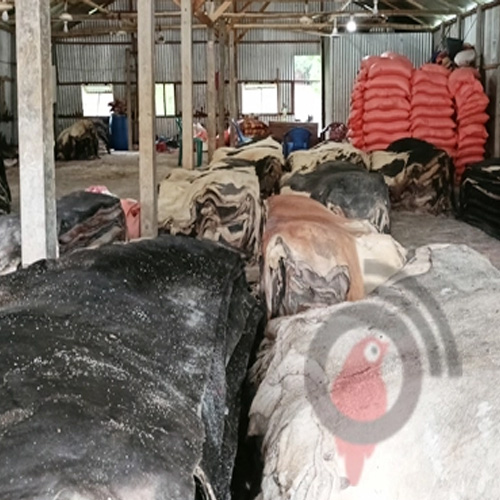 কাঁচা চামড়ার আড়ত গড়ে উঠেছে হেমায়েতপুরে