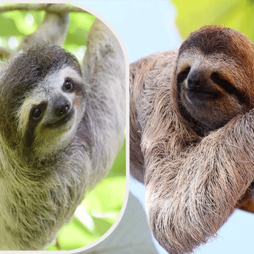 ৪০ মিনিট নিশ্বাস ছাড়াই বাঁচে যে প্রাণী