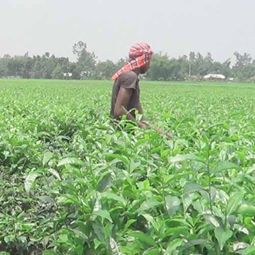 চা বাগানে শ্রমিকদের সর্বোচ্চ পাতা তোলার রেকর্ড