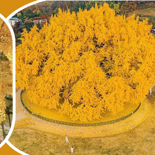 ৮৬০ বছরেও মুগ্ধতা ছড়াচ্ছে গাছটি