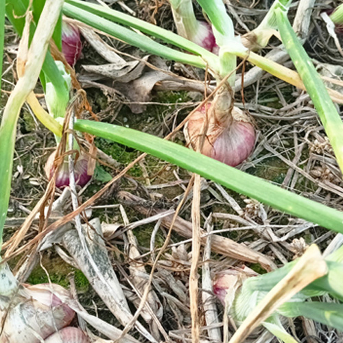 পেঁয়াজ চাষে অধিক লাভ, বেড়েছে আবাদ