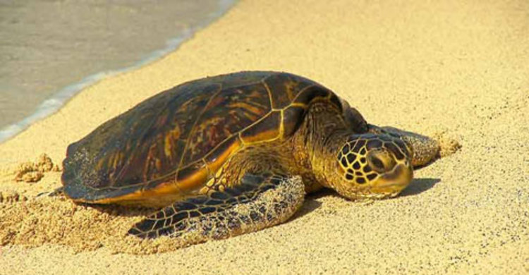 শাহজালাল বিমানবন্দরে ৫১০ কচ্ছপ উদ্ধার