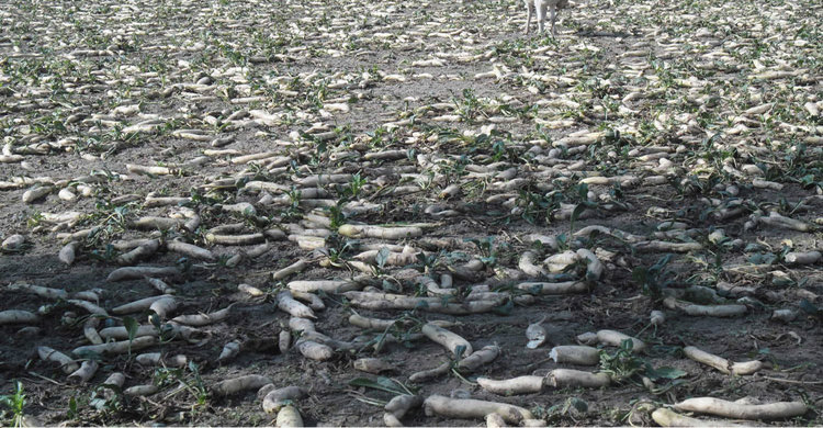 লালমনিরহাটে শীতকালীন সবজি নিয়ে বিপাকে কৃষক