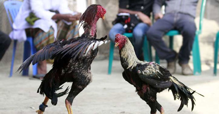 ষাড়, কুকুর ও মোরগ লড়াই বন্ধের নির্দেশ