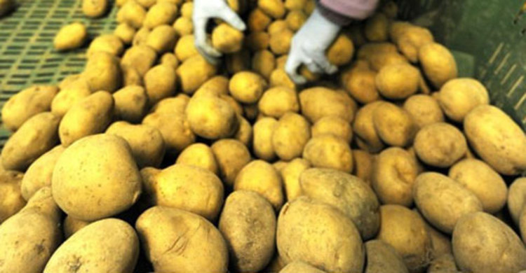 আলুর শয়তানি ধরতে পুরস্কার ঘোষণা