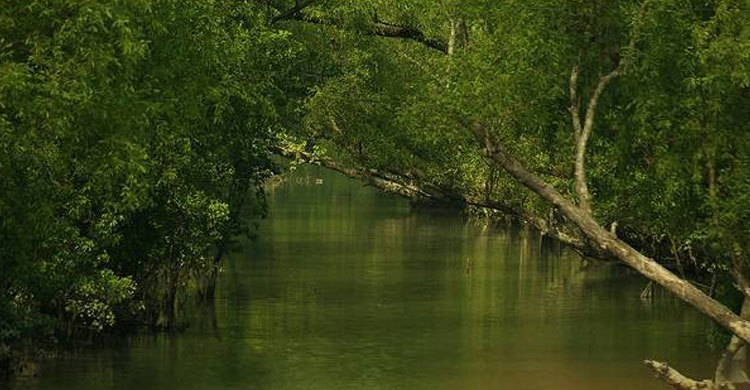 সুন্দরবনকে মৎস্য অভয়ারণ্য ঘোষণার পরামর্শ
