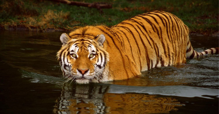 সুন্দরবনে বাঘের সংখ্যা নিয়ে বিভ্রান্তি