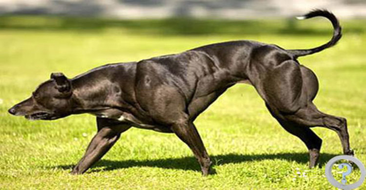 দায়িত্বে অবহেলার অভিযোগে কুকুর সাসপেন্ড 