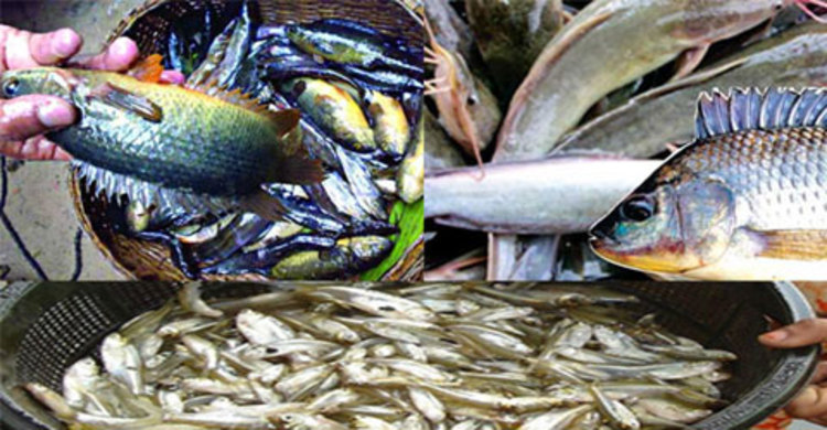 দেশে মিঠাপানির মাছের সংখ্যা ২৬০