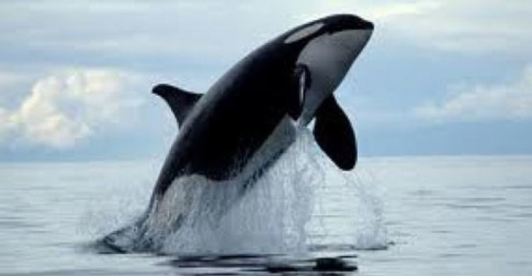 নিউজিল্যান্ডে সৈকতের তীরে ৩৬ তিমির মৃত্যু