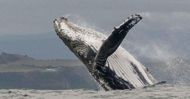 Amazing whale-watching spots around the world
