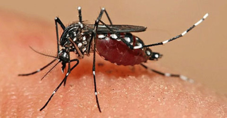 2 dies as dengue spikes in capital 