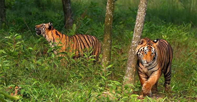 106 tigers left in Sundarbans