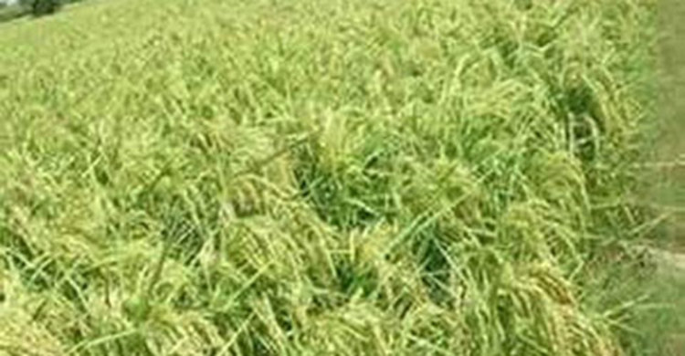 চুয়াডাঙ্গায় কমছে আবাদি জমি