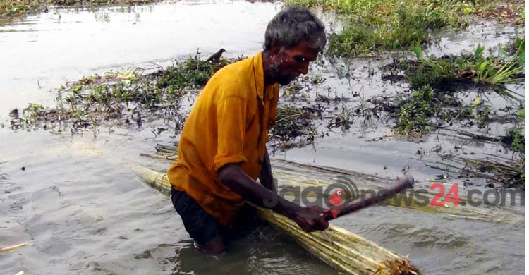 নওগাঁয় কৃষকের মুখে হাসি ফুটিয়েছে পাট 