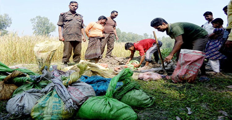 বিরামপুর সীমান্তে গরুর মাংস আটক