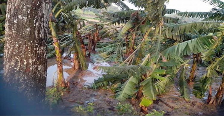 ঝিনাইদহে আবারও শিলাবৃষ্টি, ফসলের ক্ষতি