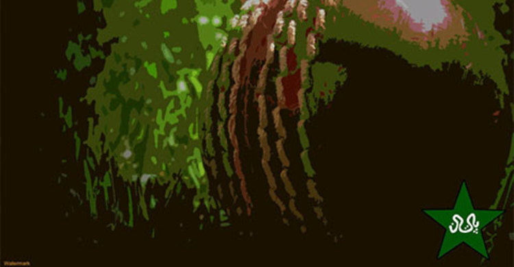 পাকিস্তানে খেলতে যাবে জিম্বাবুয়ে ও আরব আমিরাত