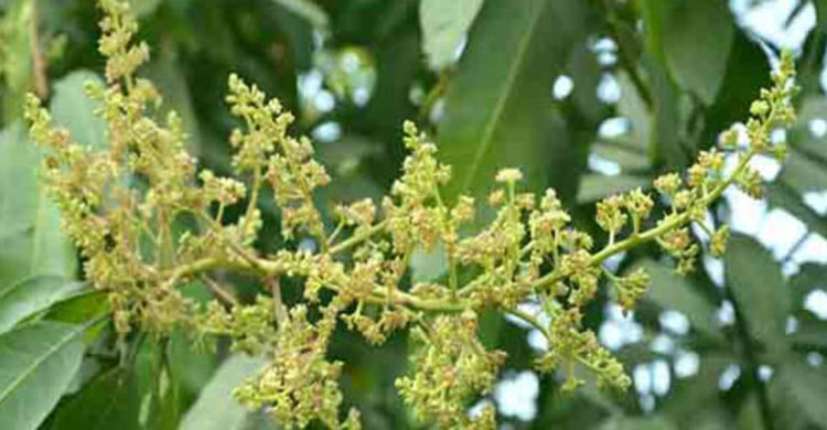 আমের মুকুলের মৌ মৌ গন্ধে ভাসছে ঠাকুরগাঁও