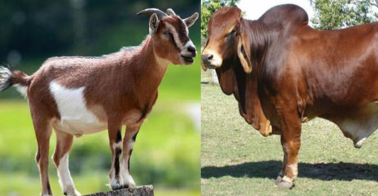 বই মেলায় প্রধান অতিথি গরু, বিশেষ অতিথি ছাগল!